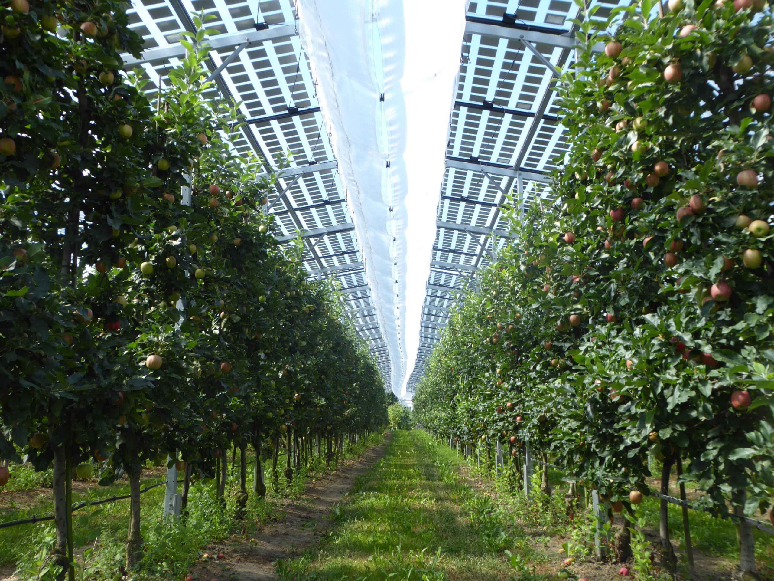 Could solar panels help strengthen global food security? - Positive News