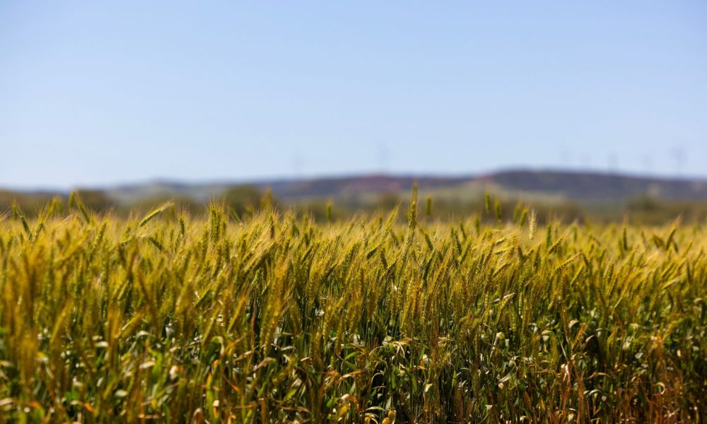 Opinion: US deal steals Australian wheat demand
