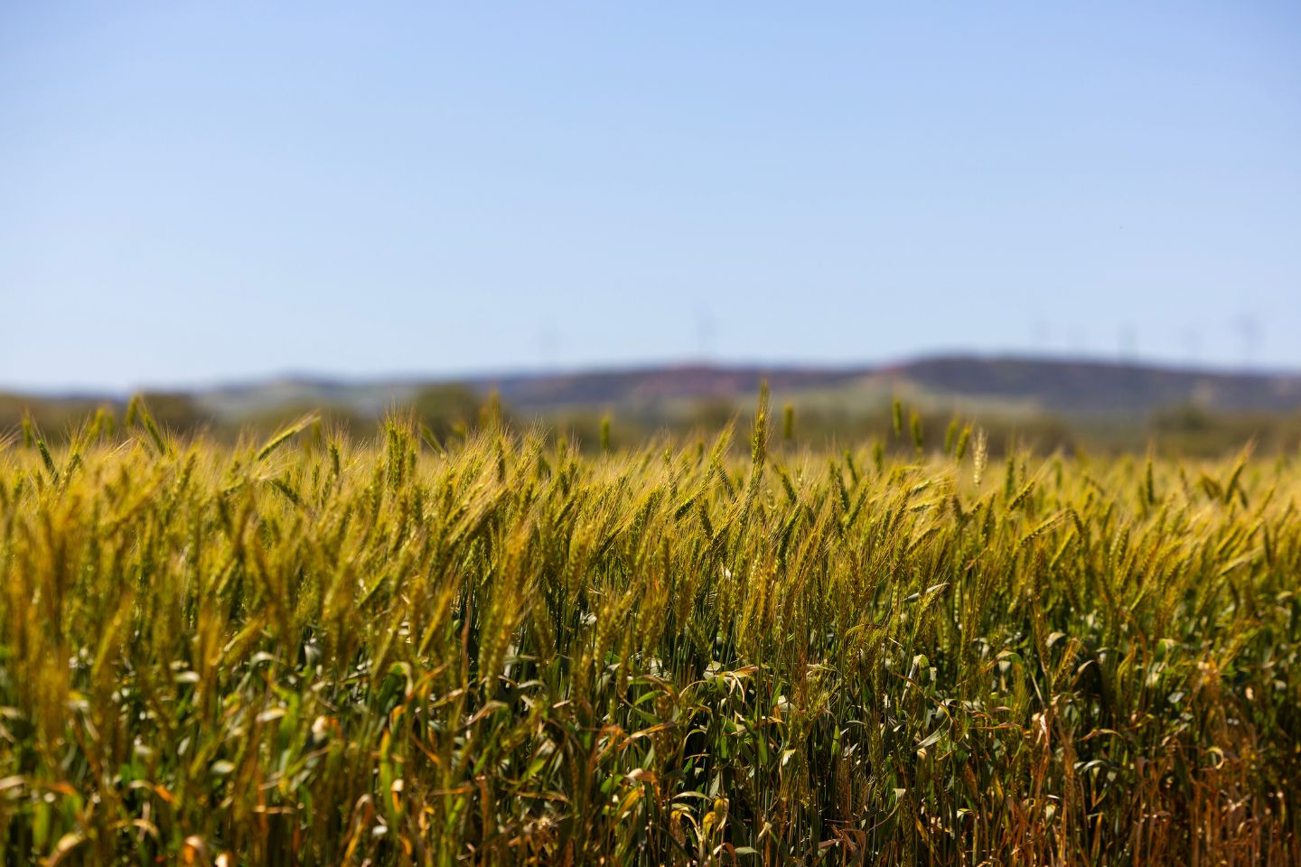 Opinion: US deal steals Australian wheat demand