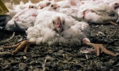 As fight to end sale of 'frankenchickens' intensifies Open Cages rebrands to Anima