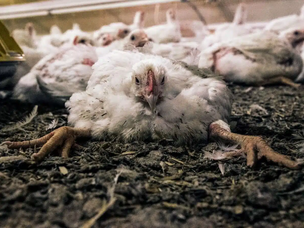 As fight to end sale of 'frankenchickens' intensifies Open Cages rebrands to Anima