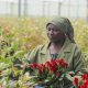 96% of UK adults unaware most Mother’s Day flowers come from East Africa