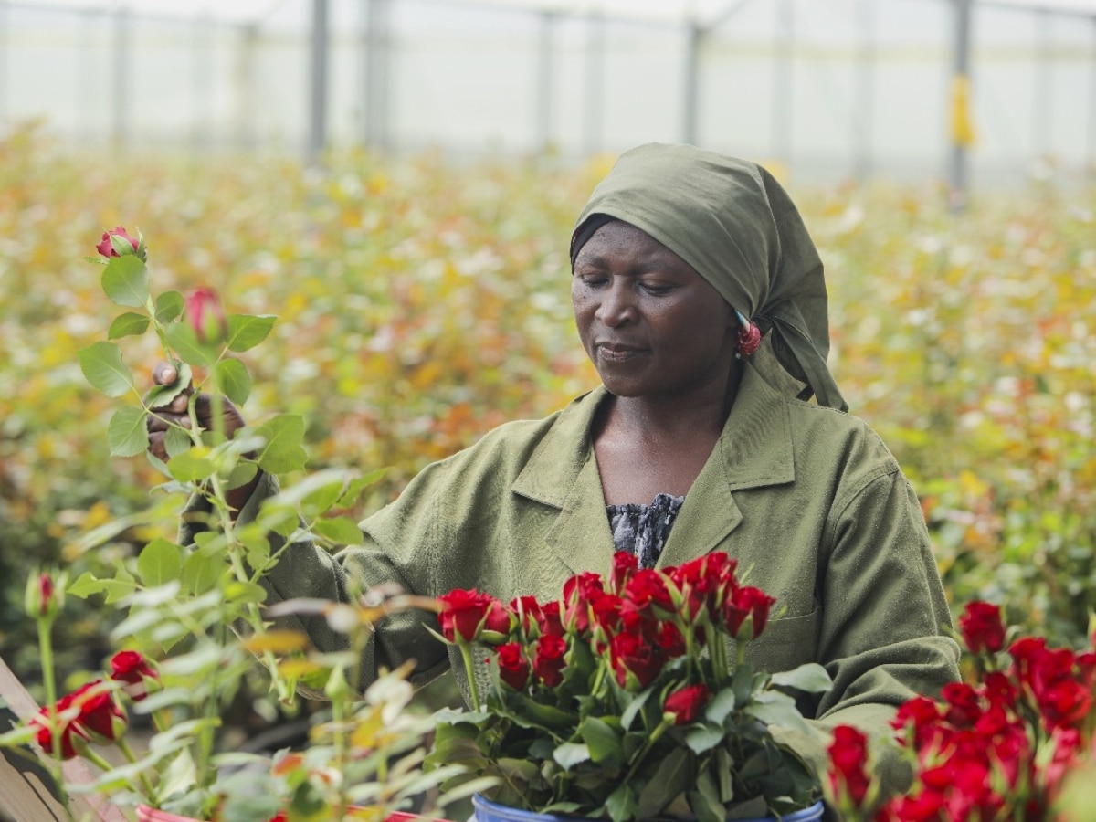 96% of UK adults unaware most Mother’s Day flowers come from East Africa