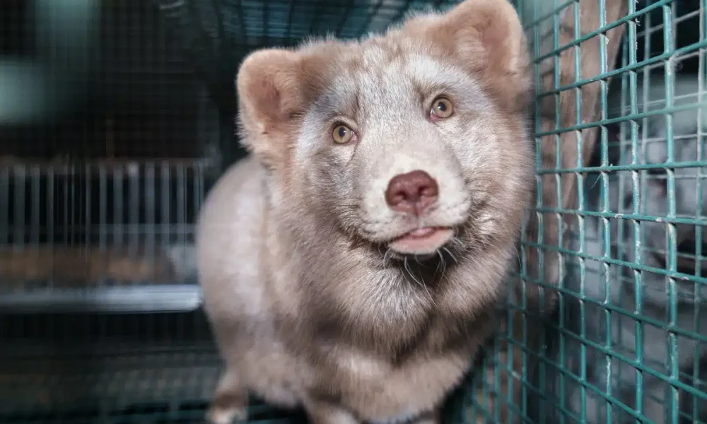 UK government advisory report condemns global fur trade