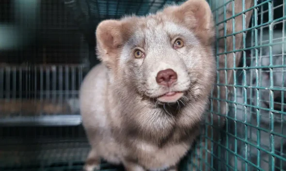 UK government advisory report condemns global fur trade