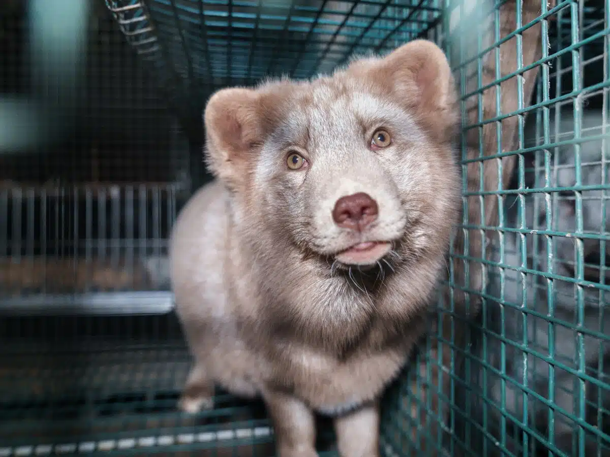 UK government advisory report condemns global fur trade