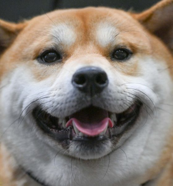 The war on dogs is barking mad