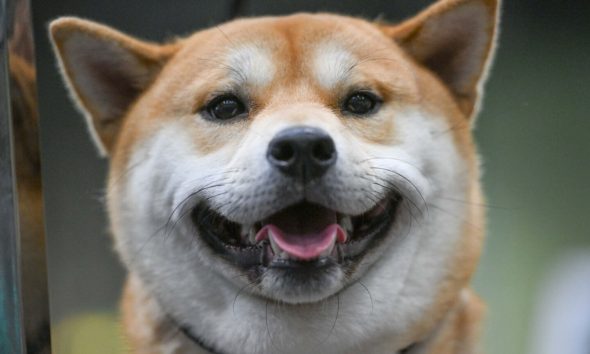 The war on dogs is barking mad