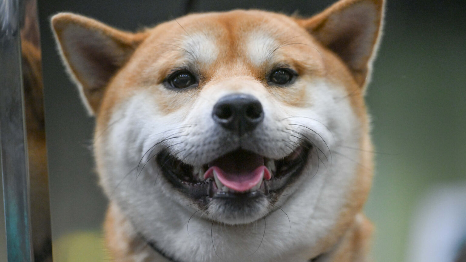 The war on dogs is barking mad