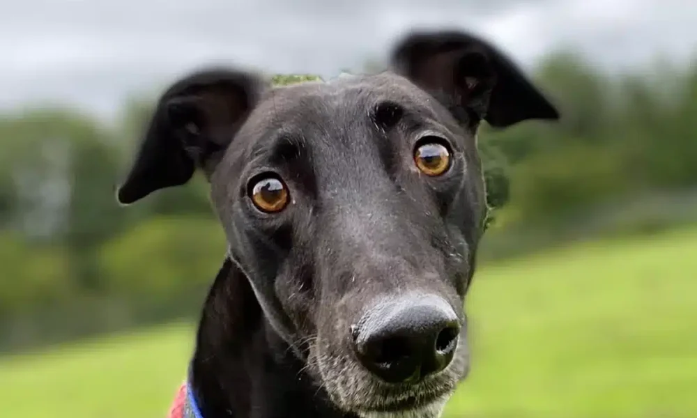 Greyhounds and supporters to rally as Scotland and Wales look to ban greyhound racing