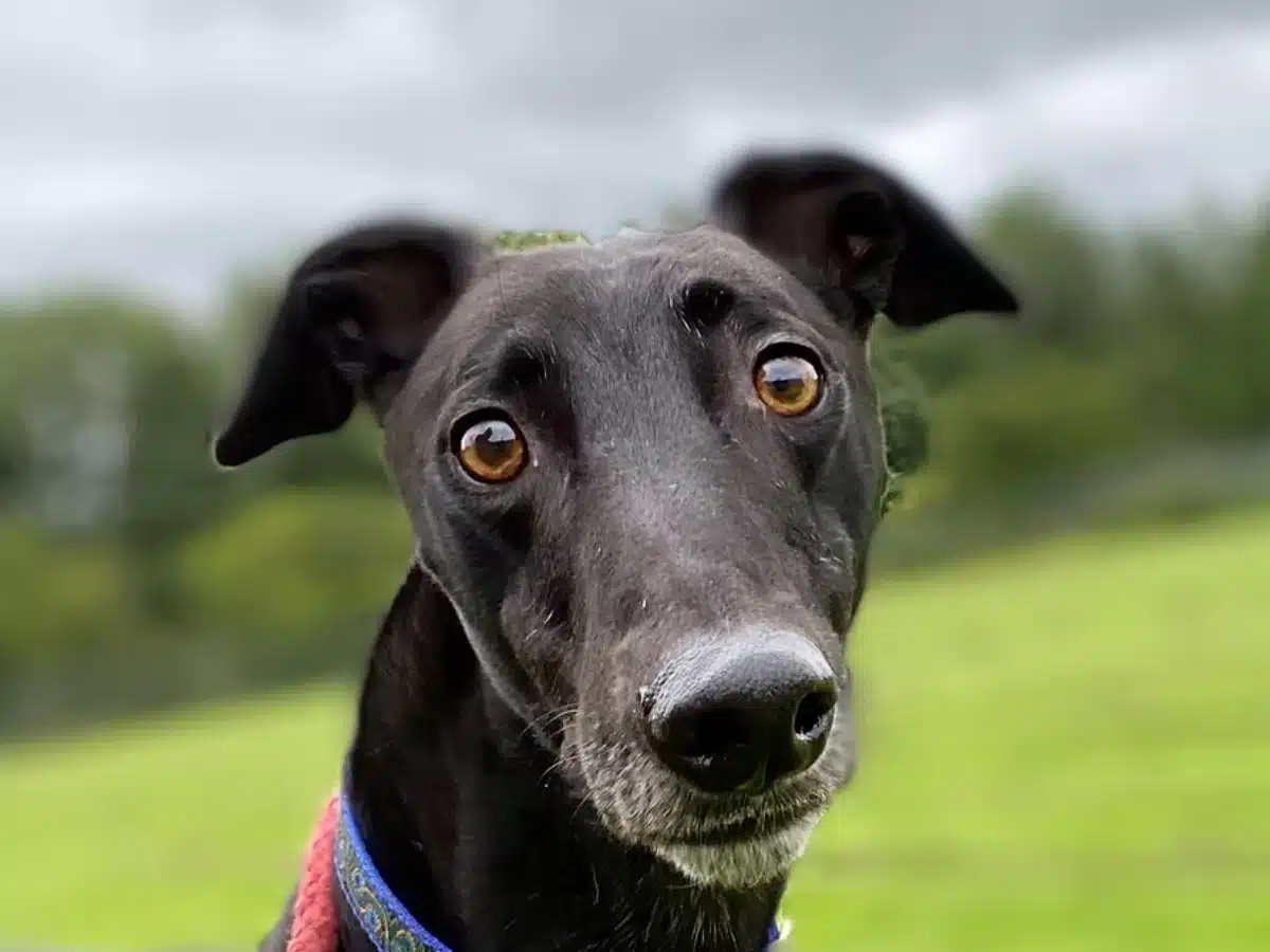 Greyhounds and supporters to rally as Scotland and Wales look to ban greyhound racing