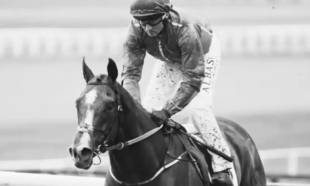 Second horse dies at Cheltenham Festival - the 80th since 2000