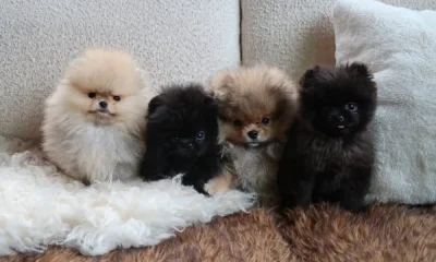 Kim Kardashian Shares Her 4 New Puppies After PETA Backlash