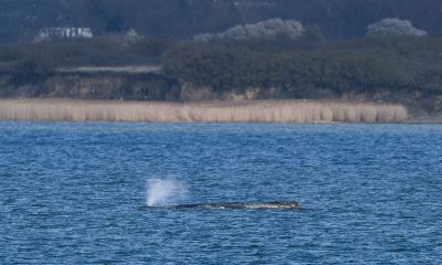 Humpback whale ’Timmy’ struggles to escape shallow waters off Germany