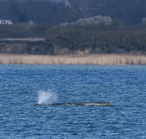 Humpback whale ’Timmy’ struggles to escape shallow waters off Germany