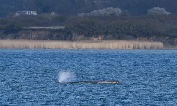 Humpback whale ’Timmy’ struggles to escape shallow waters off Germany