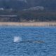 Humpback whale ’Timmy’ struggles to escape shallow waters off Germany