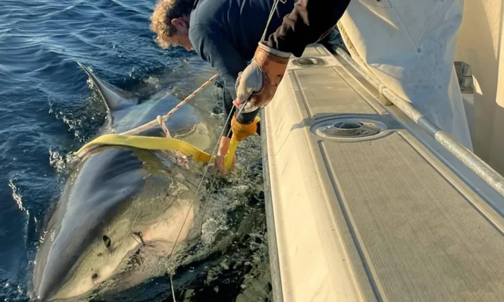 Biggest ever great white shark is lingering just miles away from Florida coast | News US