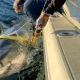 Biggest ever great white shark is lingering just miles away from Florida coast | News US