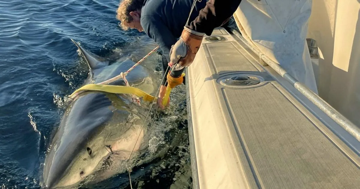 Biggest ever great white shark is lingering just miles away from Florida coast | News US