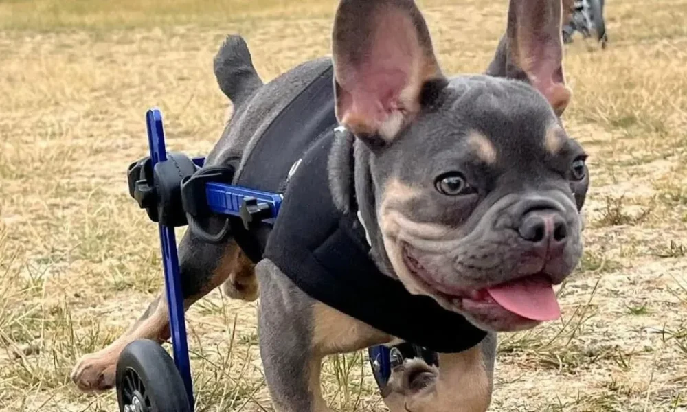 Meet the disabled dogs thriving thanks to a Lincolnshire racetrack