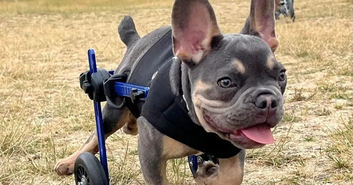 Meet the disabled dogs thriving thanks to a Lincolnshire racetrack