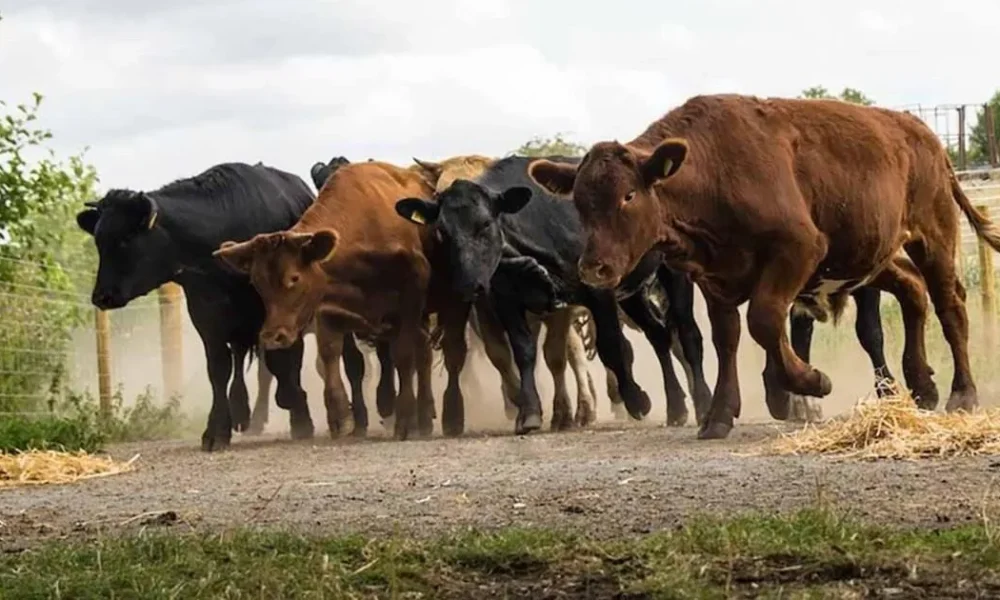 Surprise culprit confirmed in Emmerdale as a herd of cows is kidnapped | Soaps