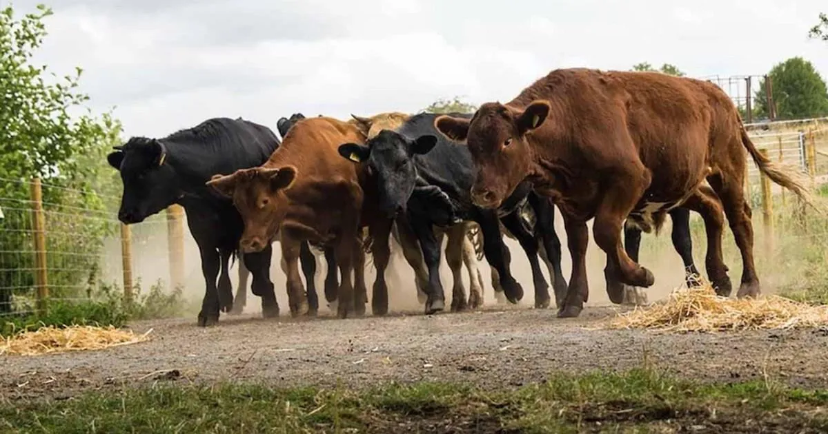 Surprise culprit confirmed in Emmerdale as a herd of cows is kidnapped | Soaps