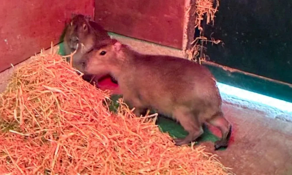 Hunt for capybara named Samba running wild after escaping Marwell Zoo in Hampshire | News UK