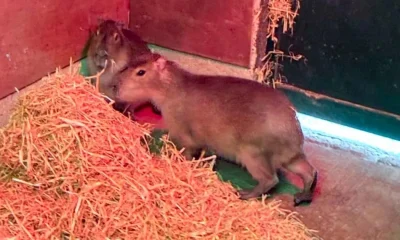 Hunt for capybara named Samba running wild after escaping Marwell Zoo in Hampshire | News UK