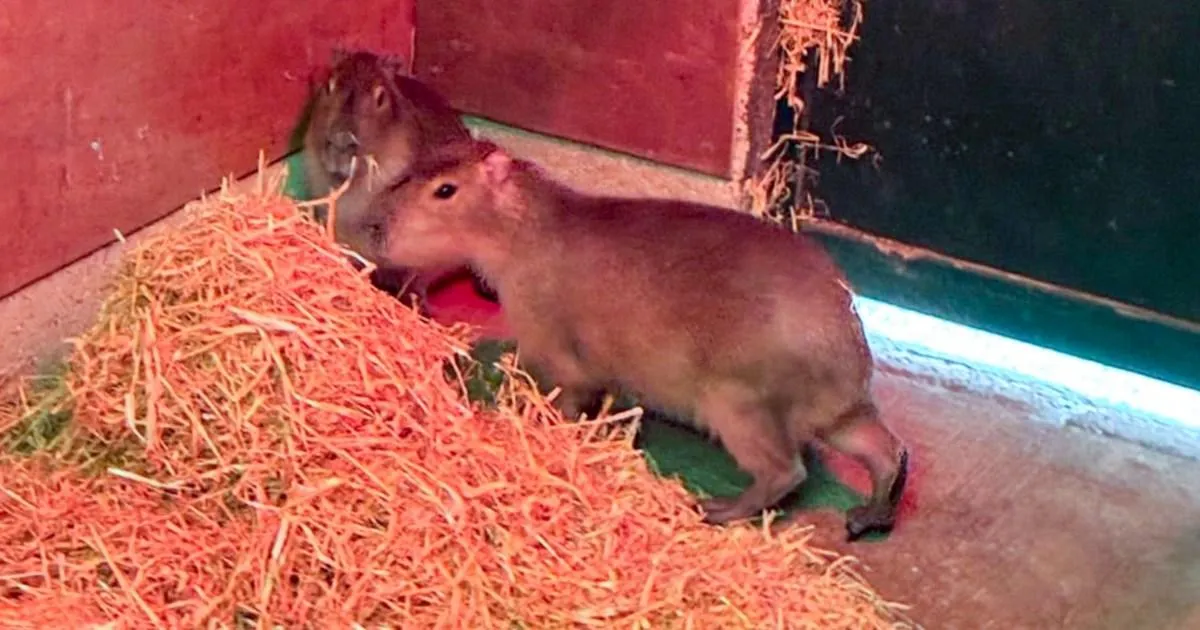Hunt for capybara named Samba running wild after escaping Marwell Zoo in Hampshire | News UK