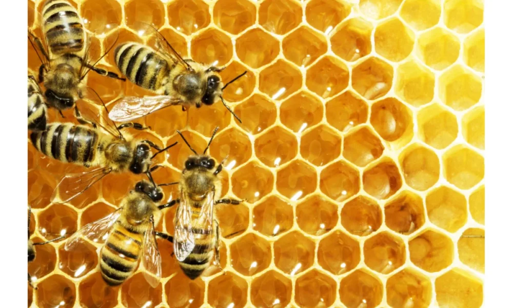 Honey production at all-time low