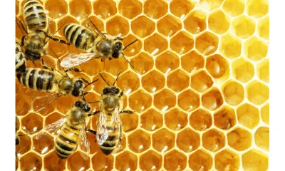Honey production at all-time low
