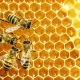 Honey production at all-time low