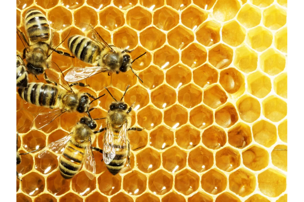 Honey production at all-time low