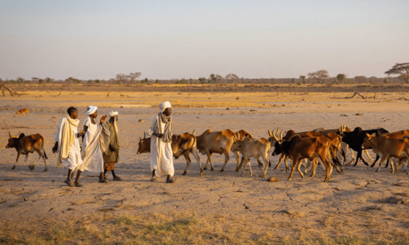 RSF weaponises starvation against farming communities