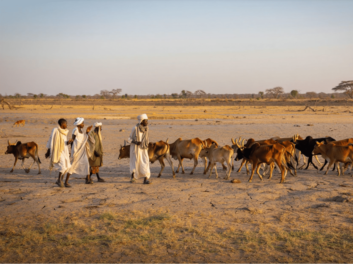 RSF weaponises starvation against farming communities