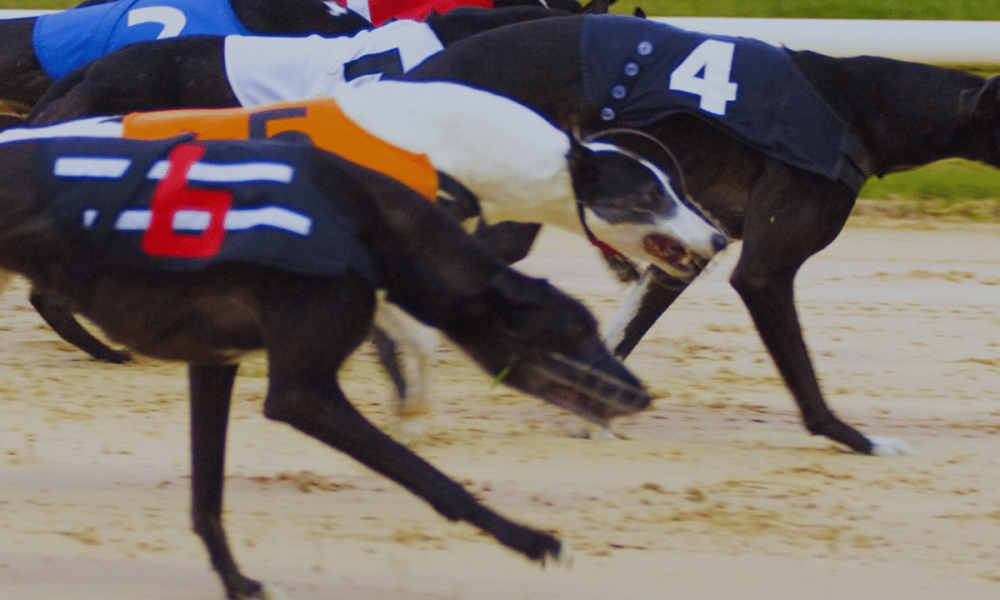 Greyhound racing under renewed scrutiny in Ireland