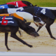 Greyhound racing under renewed scrutiny in Ireland