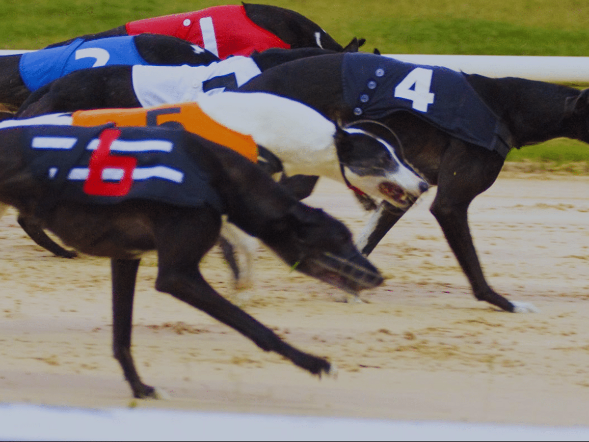 Greyhound racing under renewed scrutiny in Ireland