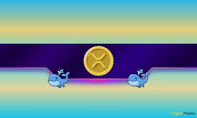 Ripple Whales Take Control of XRP Trading as Key Metric Signals Potential Rally