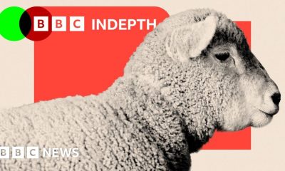 Sheep are disappearing from the UK's hills