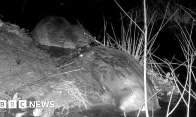 Beaver pair released into wild in Cornwall 'are still together'