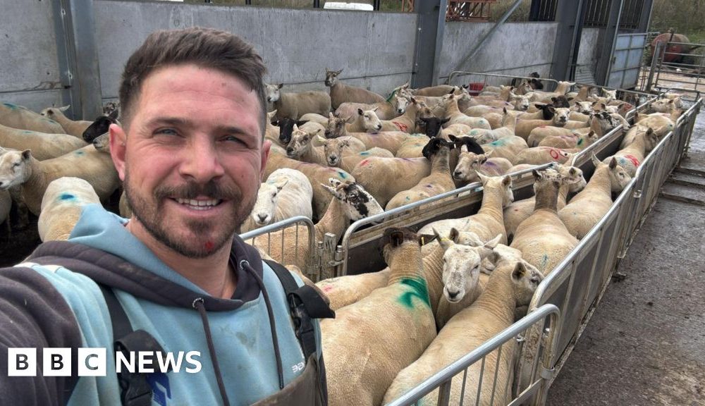 Dog owners face unlimited fines for farm livestock attacks