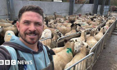 Dog owners face unlimited fines for farm livestock attacks