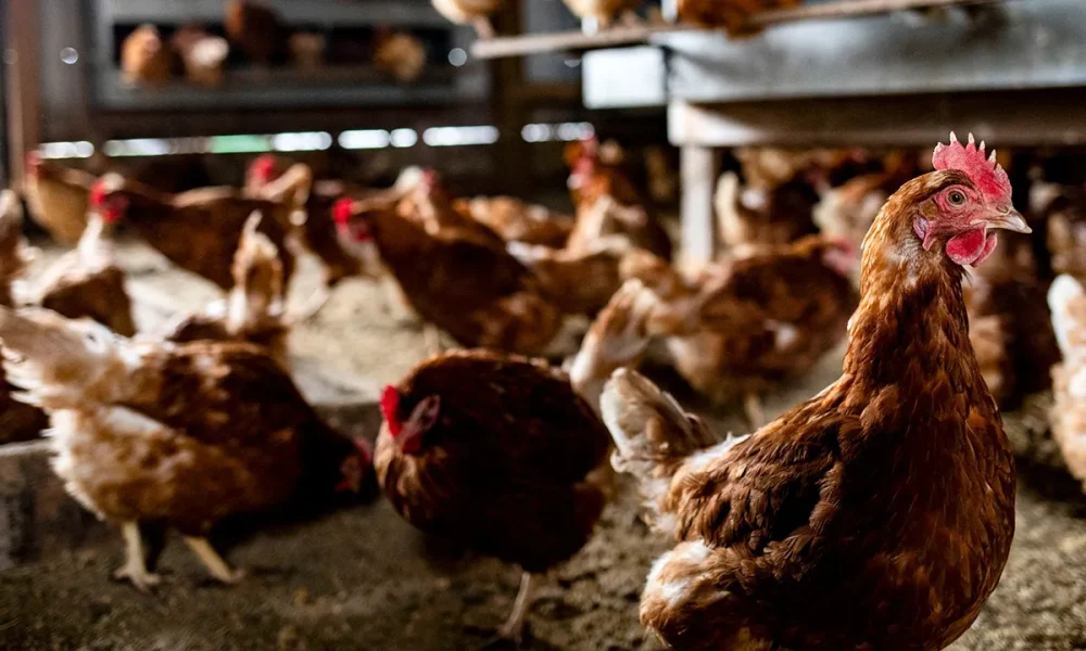 Egg prices drop 42% year-over-year as avian flu outbreak recovery continues