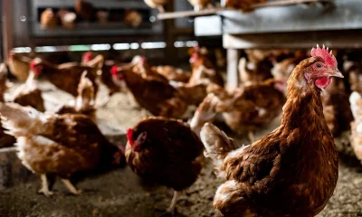 Egg prices drop 42% year-over-year as avian flu outbreak recovery continues