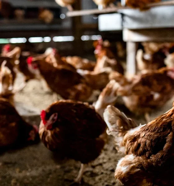 Egg prices drop 42% year-over-year as avian flu outbreak recovery continues