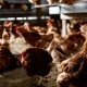 Egg prices drop 42% year-over-year as avian flu outbreak recovery continues