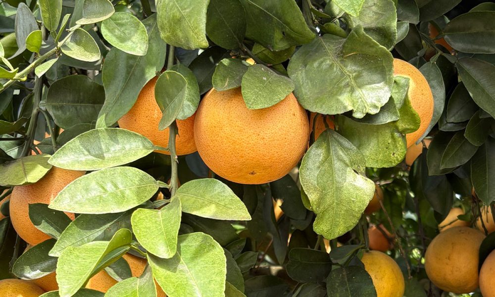 Florida drought deepens strain on citrus industry as growers battle costs, disease